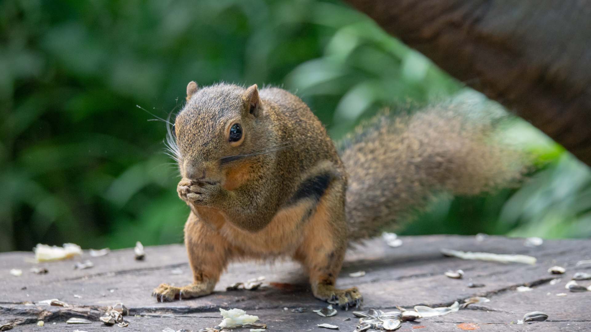Plaintain Squirrel, Mandai Rainforest Resort by Banyan Tree
